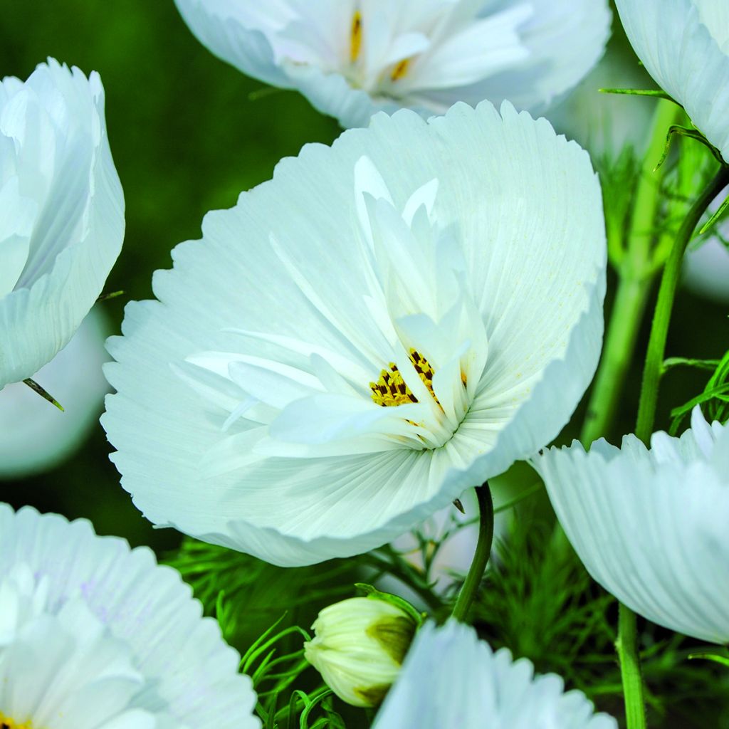 Cosmos bipinnatus Cupcakes White