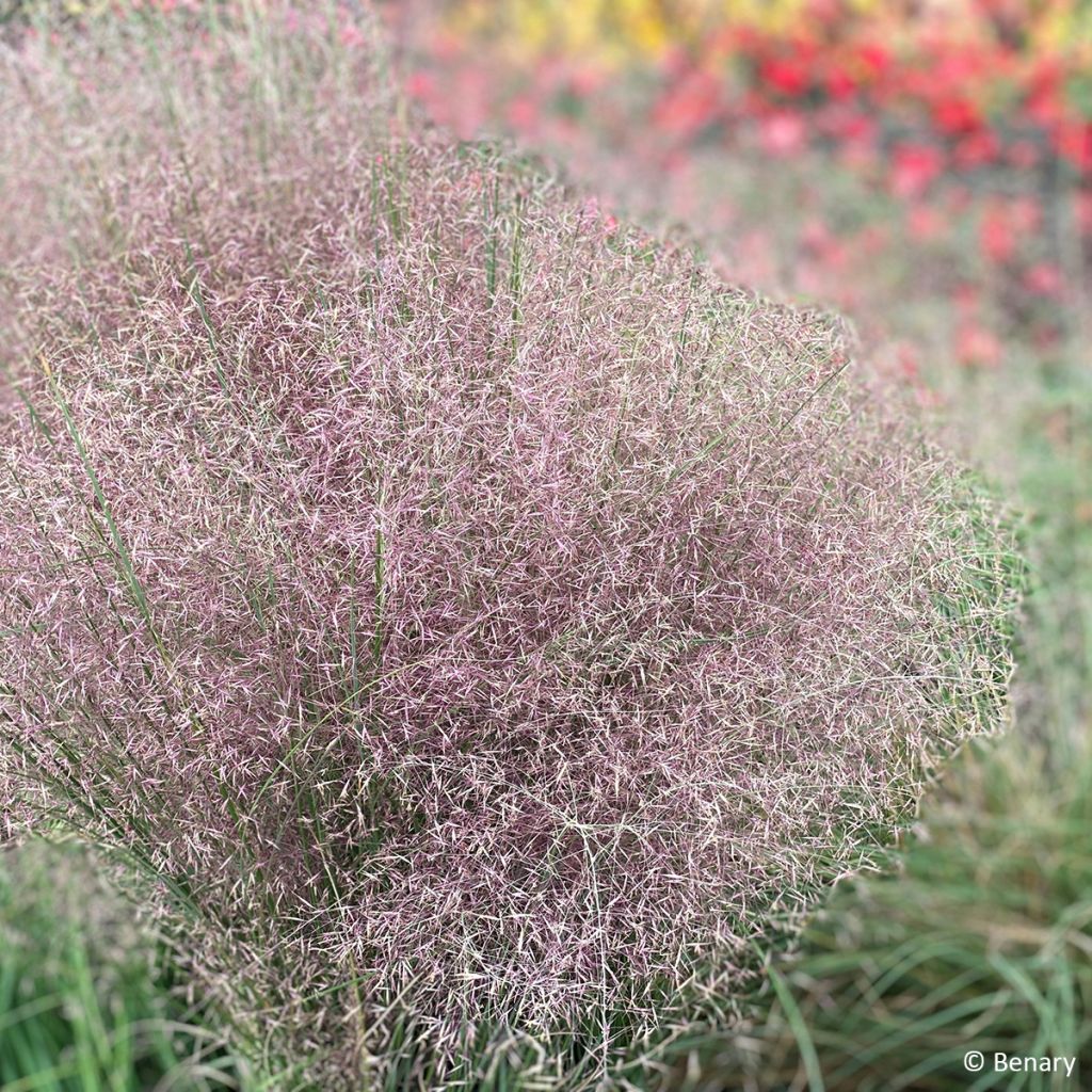 Muhlenbergia reverchonii Rosy (semillas)