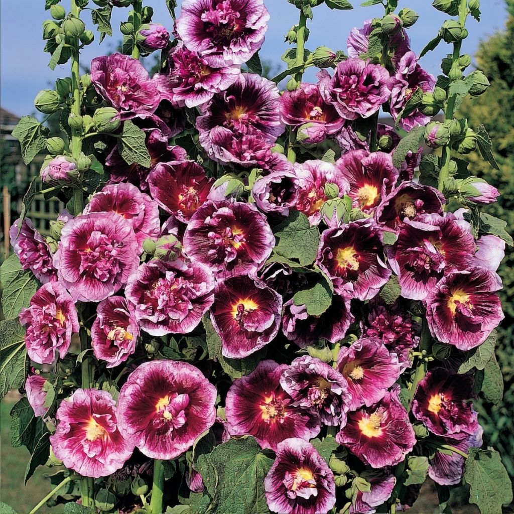 Alcea rosea Crème de cassis - Malva real