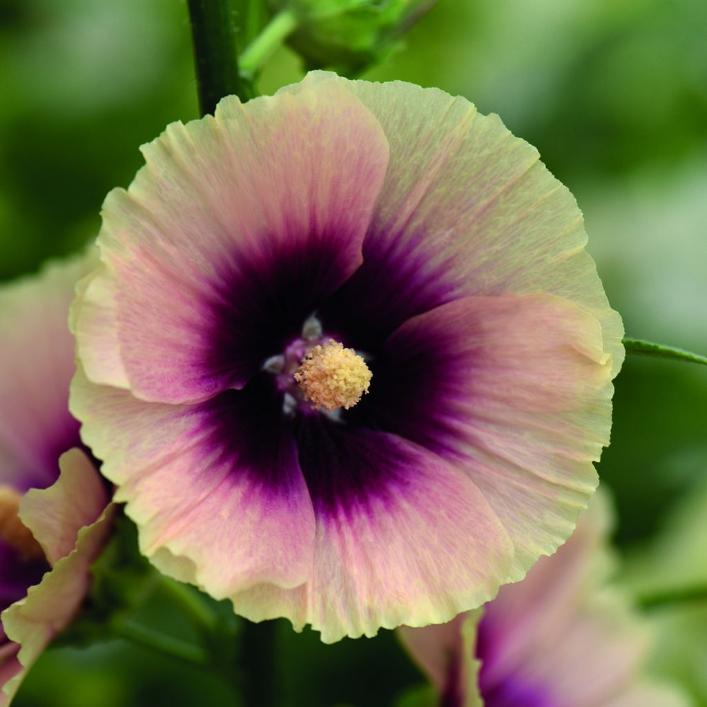 Alcea rosea Halo Apricot - Malva real