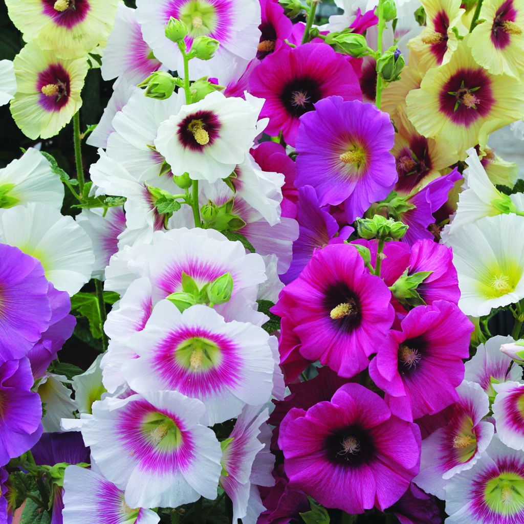 Alcea rosea Halo Mixed - Malva real