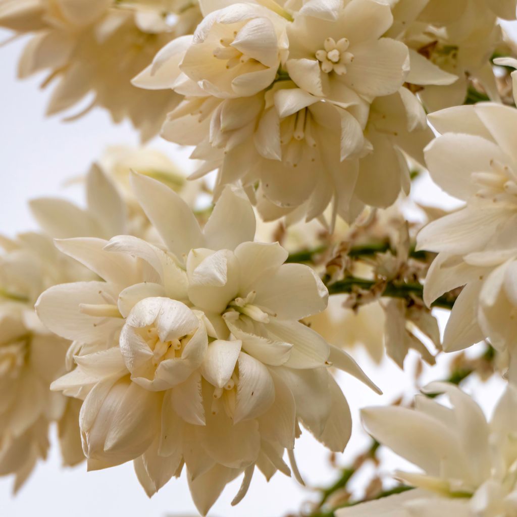 Yucca rostrata - Yuca rostrata semillas