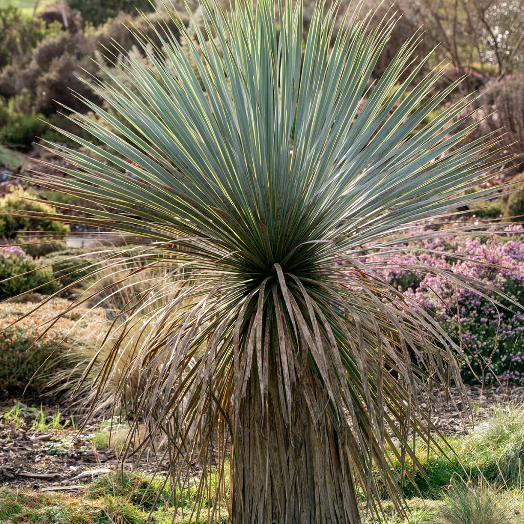 Yucca rostrata - Yuca rostrata semillas