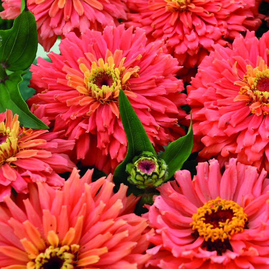 Zinnia Señora
