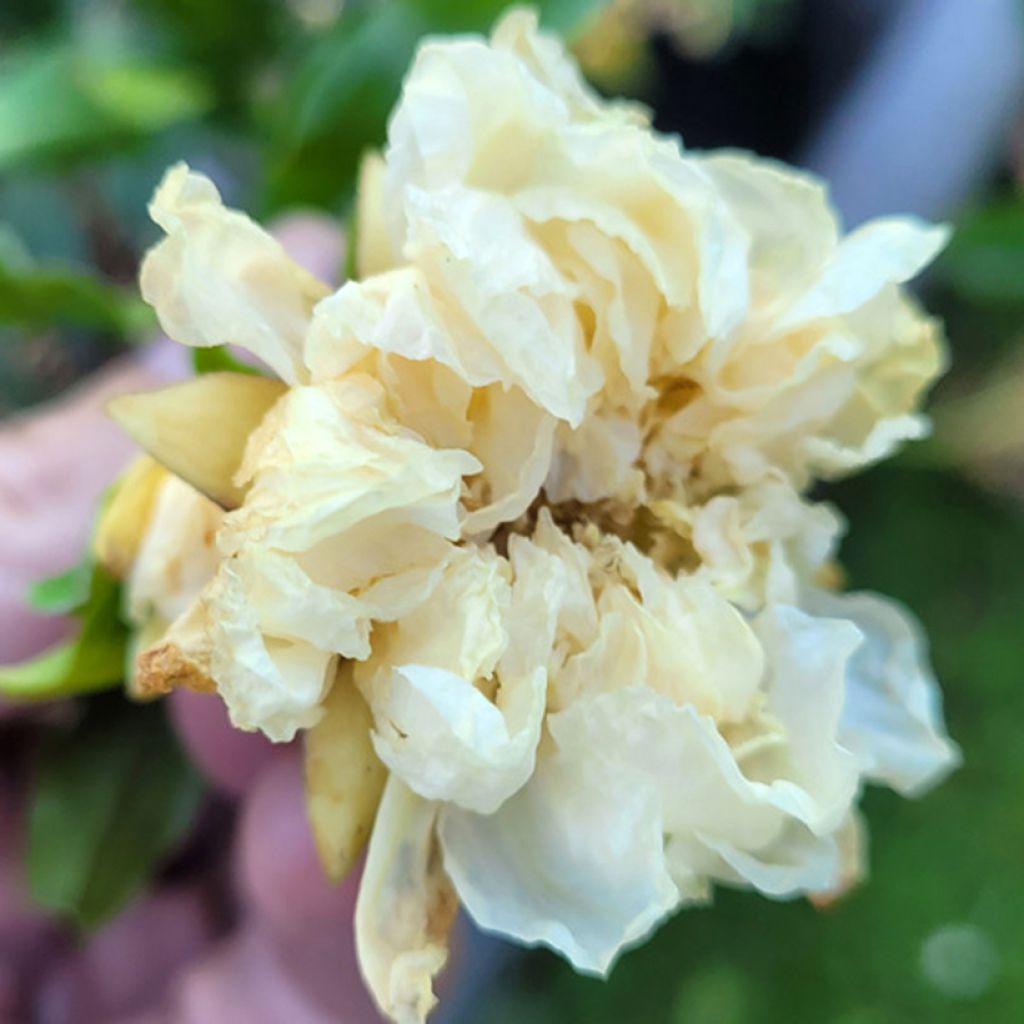 Punica granatum Alba Plena - Granado
