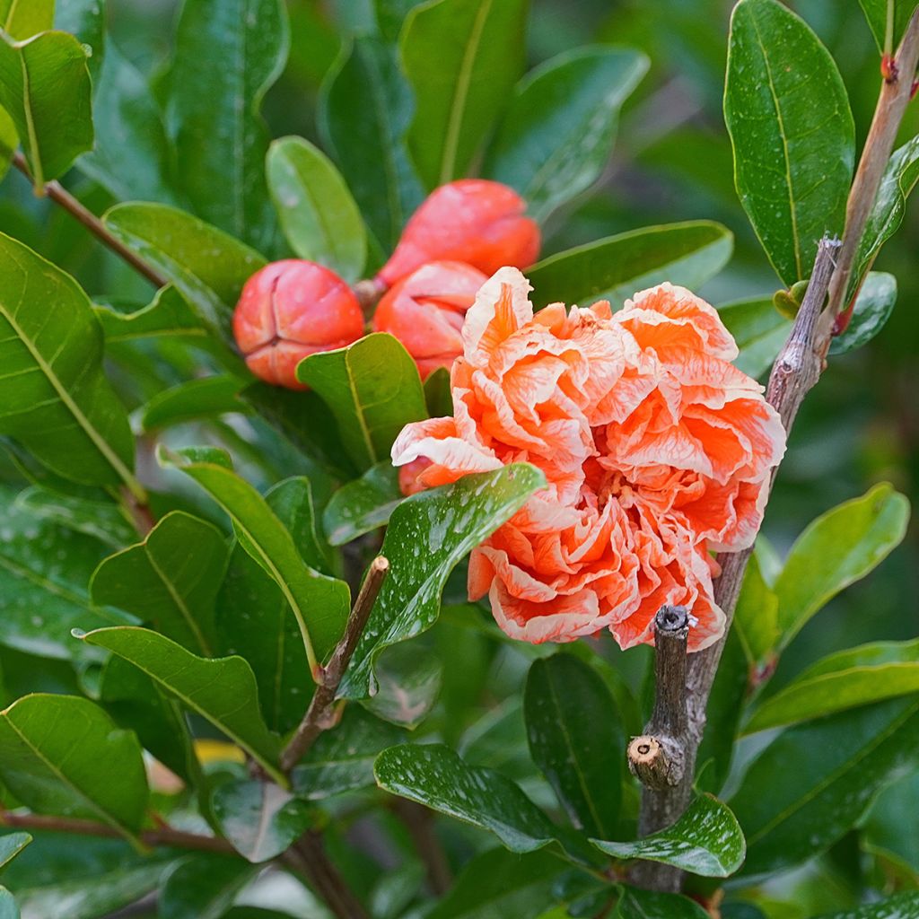 Punica granatum California Sunset - Granado