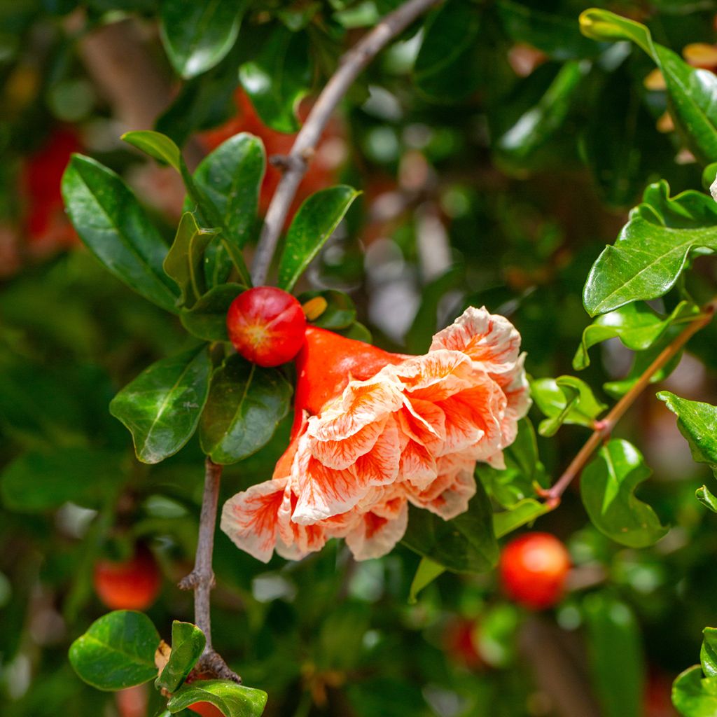 Punica granatum California Sunset - Granado