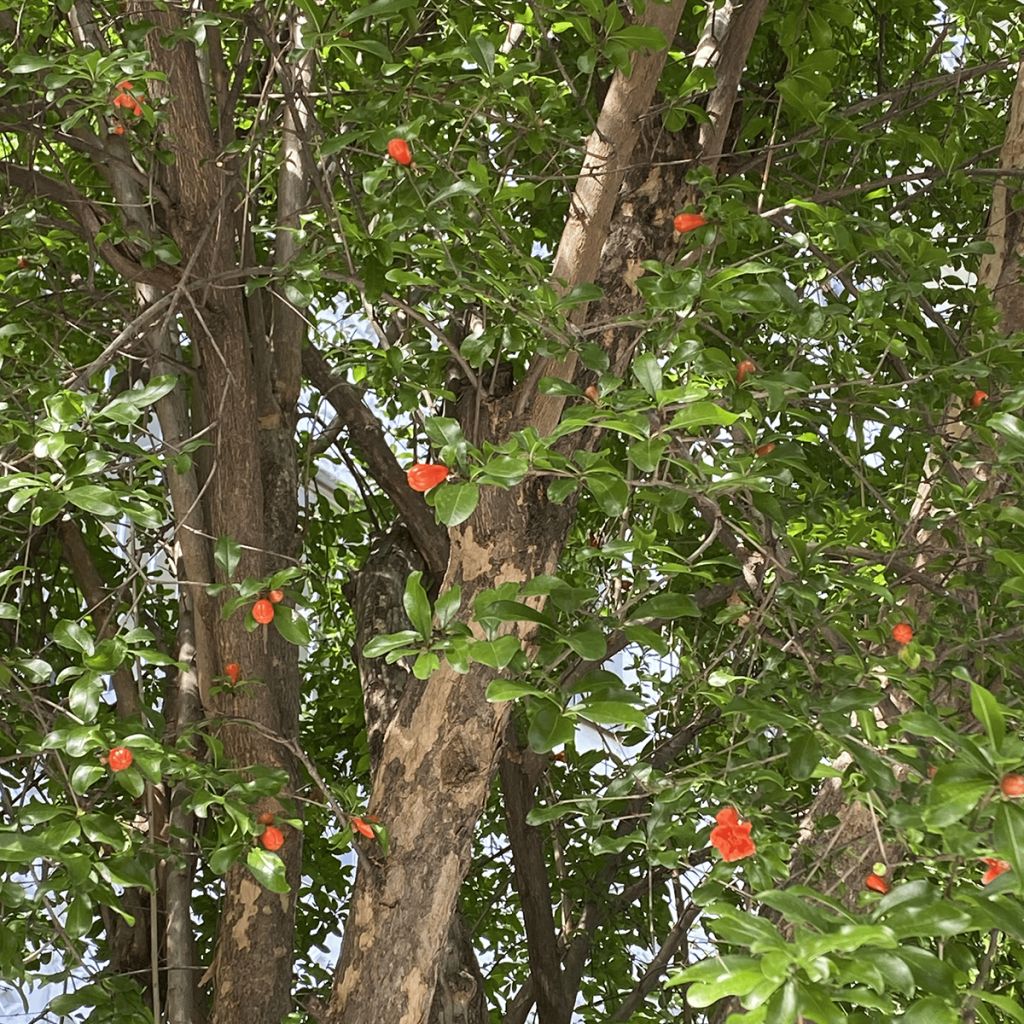 Granada - Punica granatum
