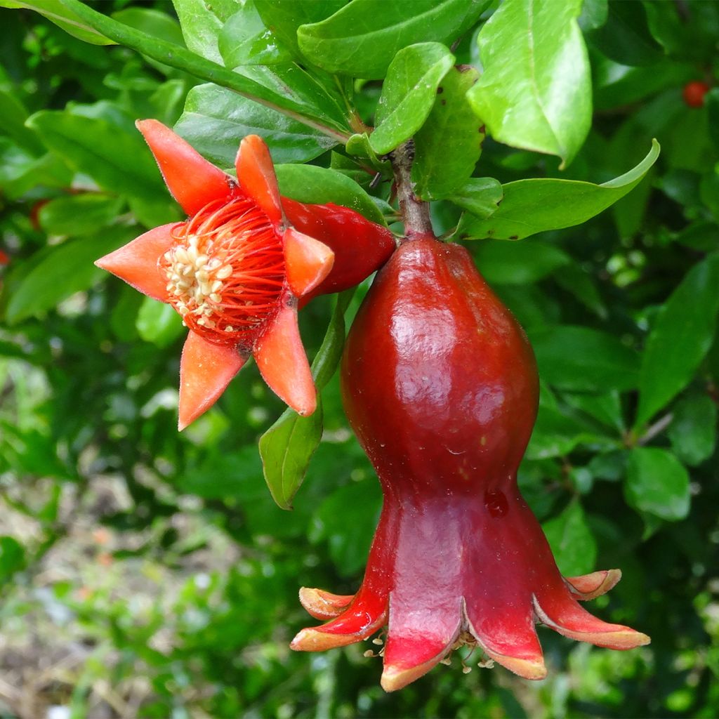 Granada - Punica granatum