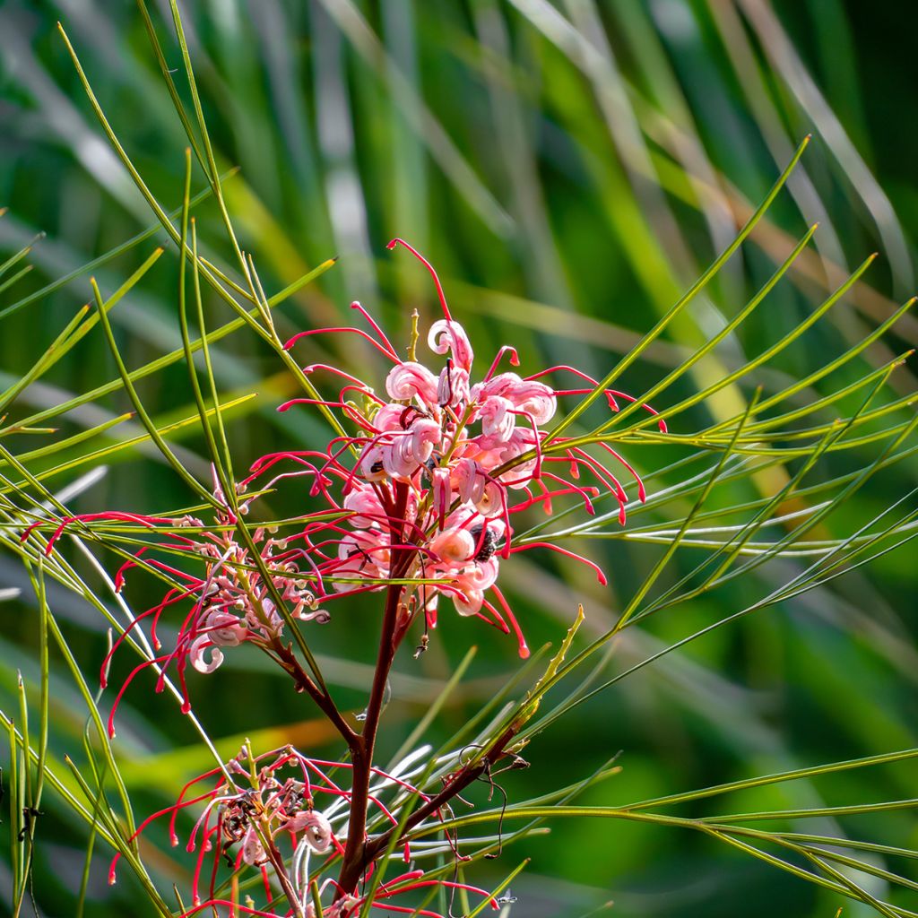 Grevillea johnsonii
