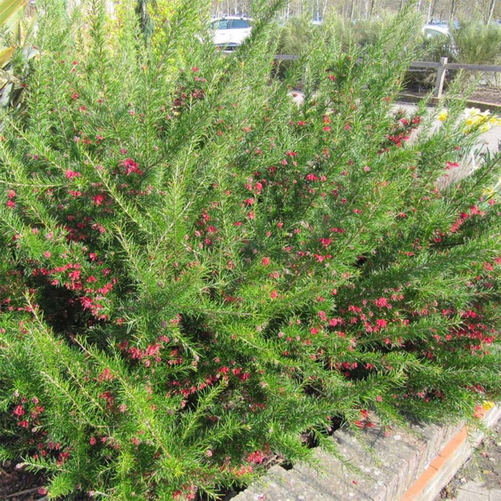 Grevillea juniperina Camberra Gem - Grévilléa à feuilles de genévrier