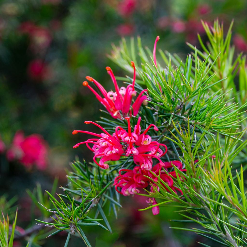 Grevillea Canberra Gem