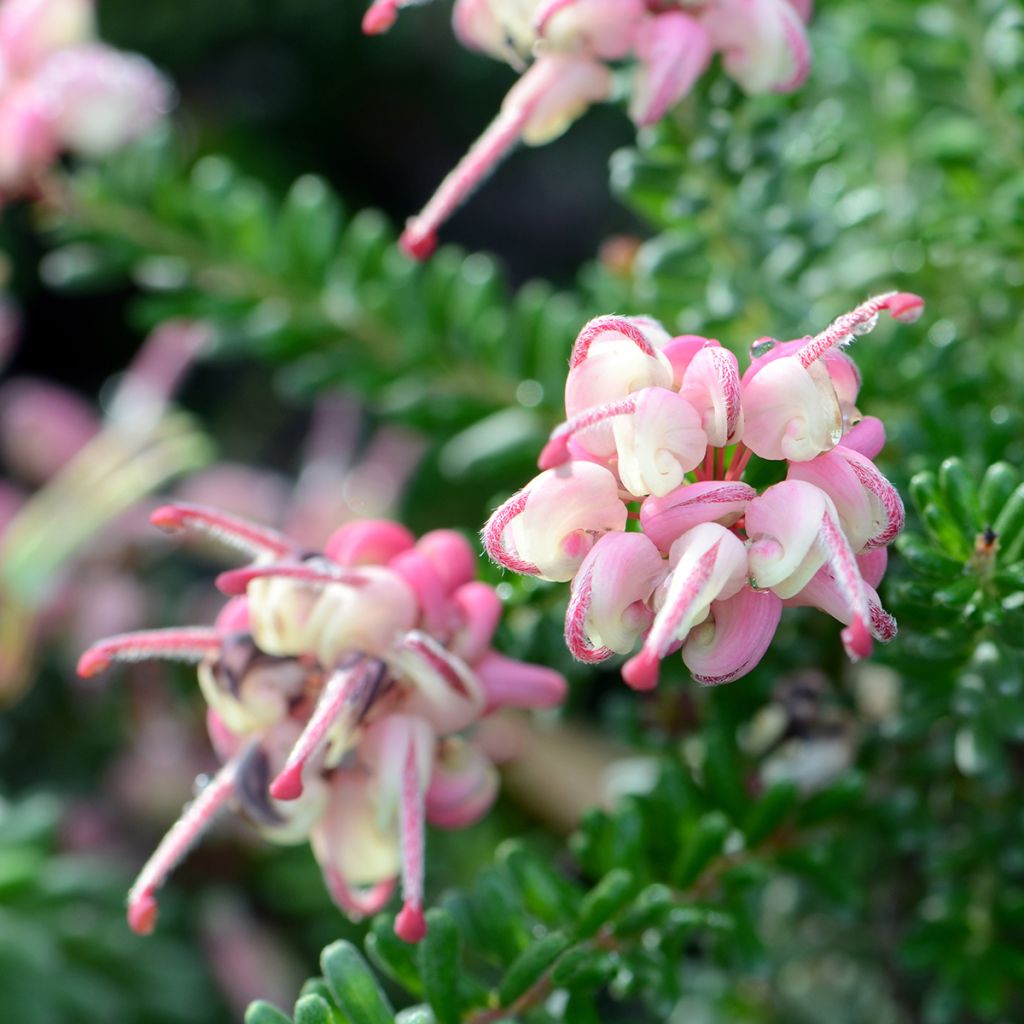 Grevillea lanigera Tamboritha