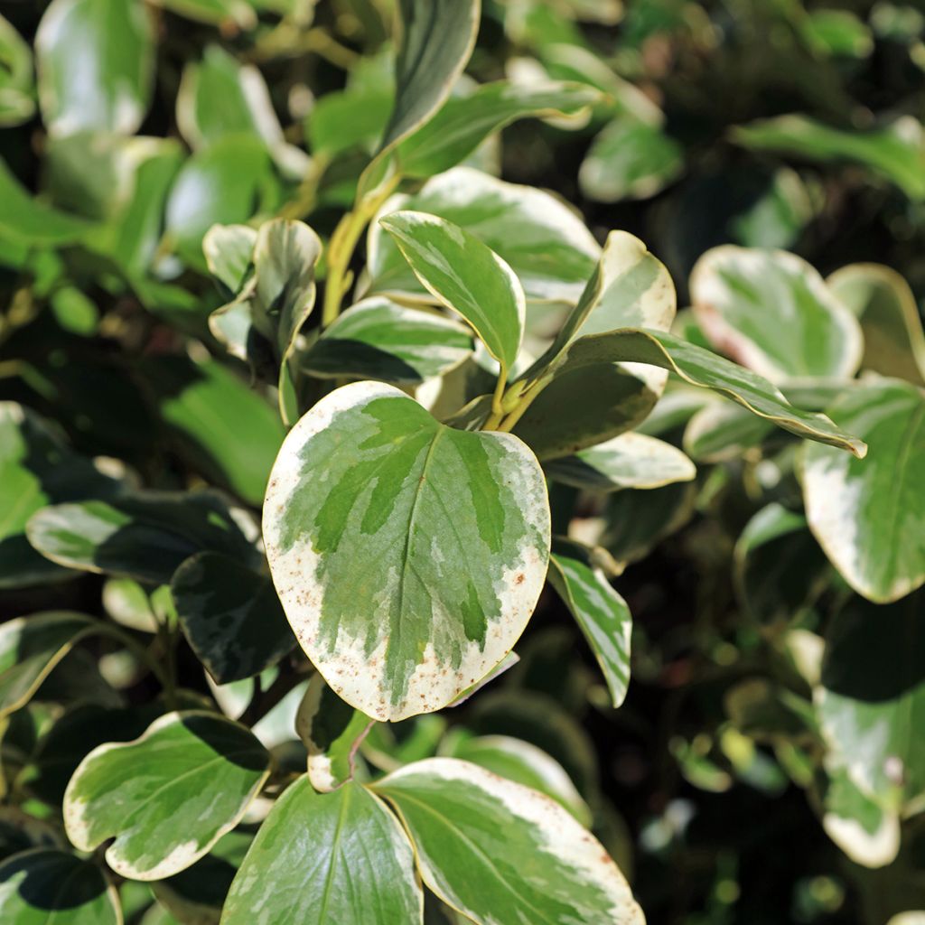 Griselinia littoralis Bantry Bay - Kapuka