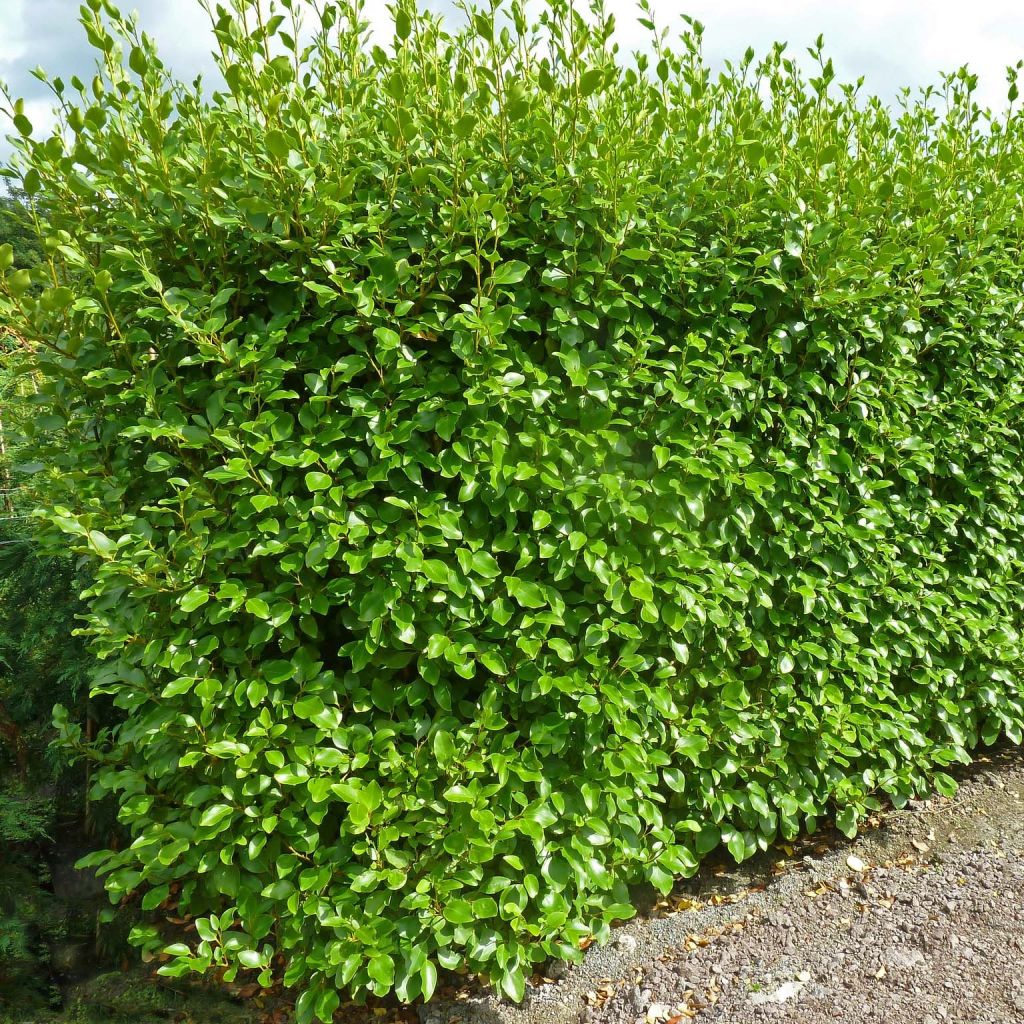 Griselinia littoralis Green Horizon - Griselinie du littoral