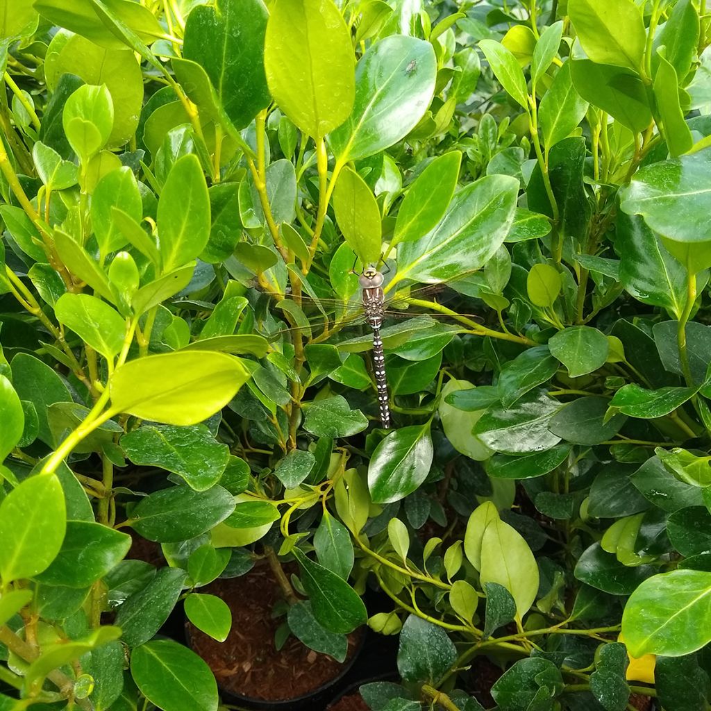 Griselinia littoralis Green Horizon - Kapuka