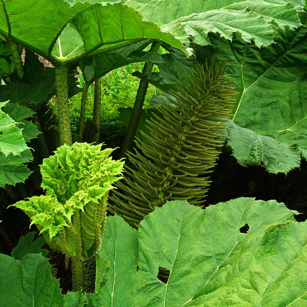 Gunnera manicata - Hojas gigantes