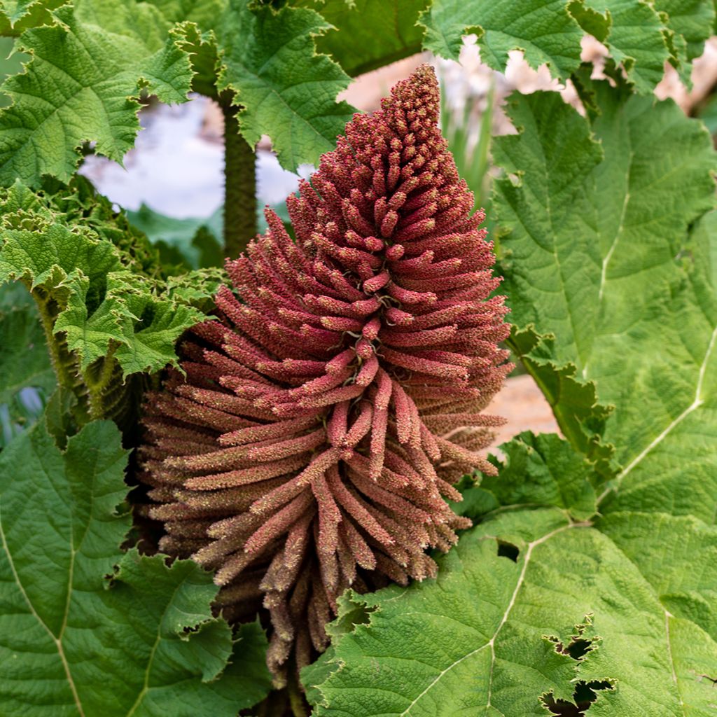Gunnera tinctoria - Nalca