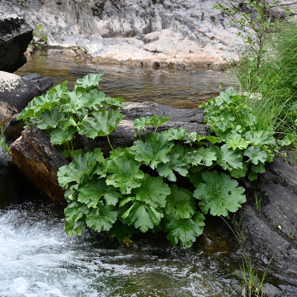 Gunnera tinctoria - Nalca