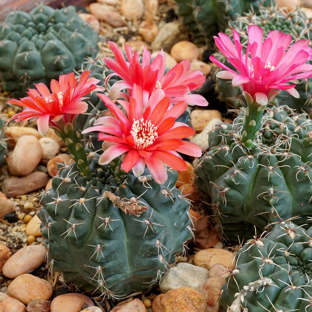 Cactus - Gymnocalycium baldianum