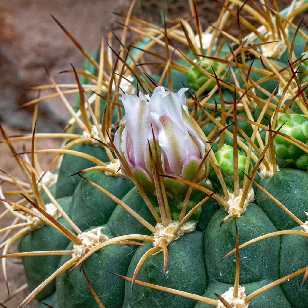 Cactus - Gymnocalycium baldianum