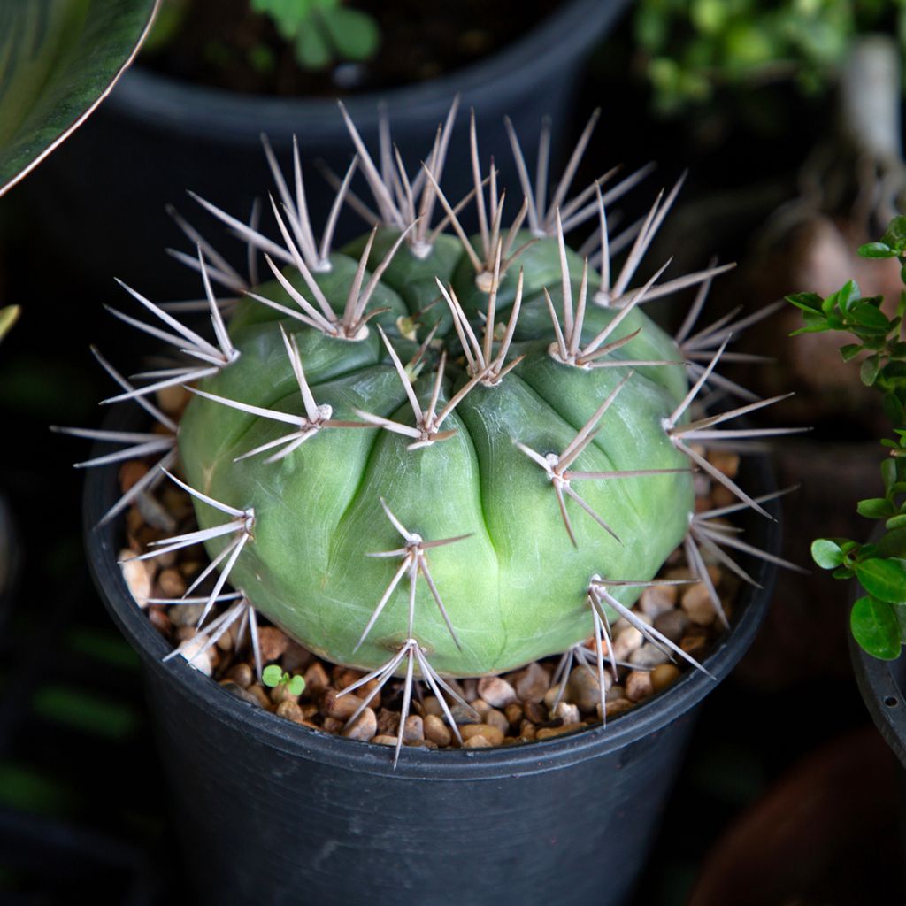 Cactus - Gymnocalycium baldianum