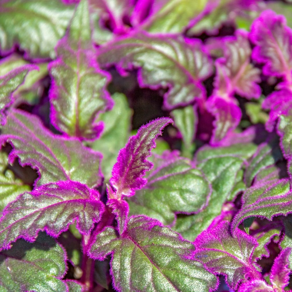 Gynura aurantiaca - Planta terciopelo