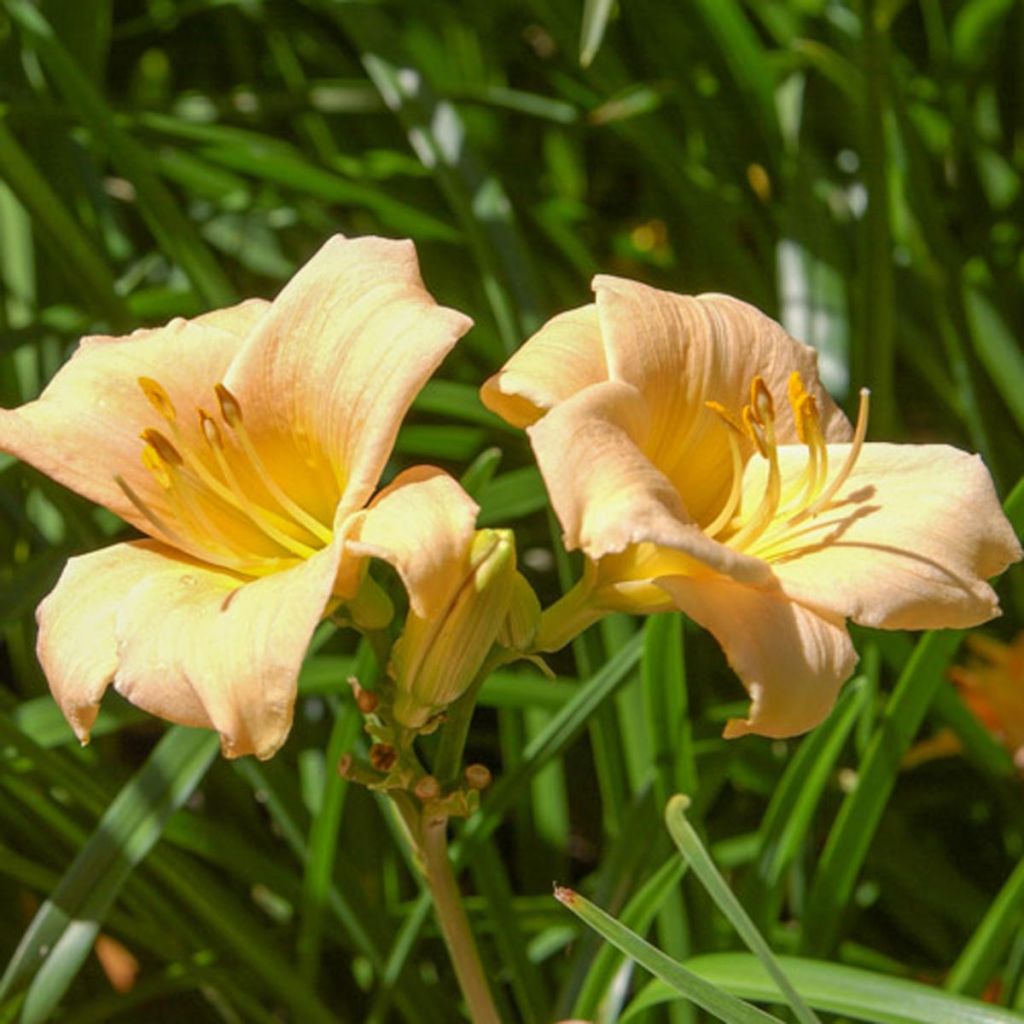 Hemerocallis Mini stella