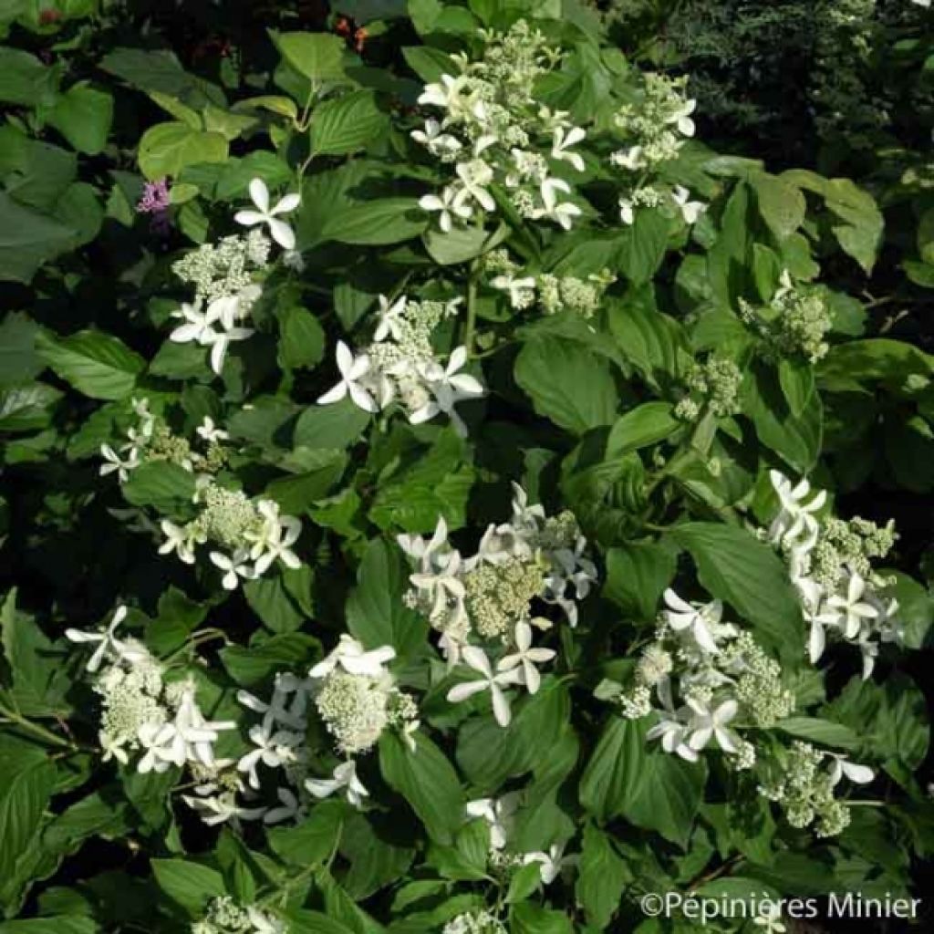 Hortensia paniculata Great Star Le Vasterival - Hydrangea