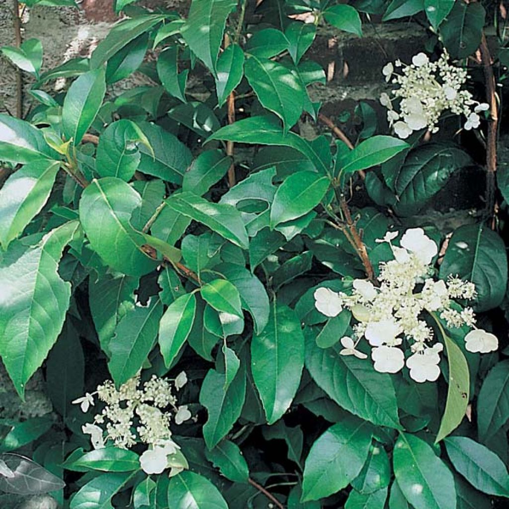 Hortensia seemanii - Hydrangea