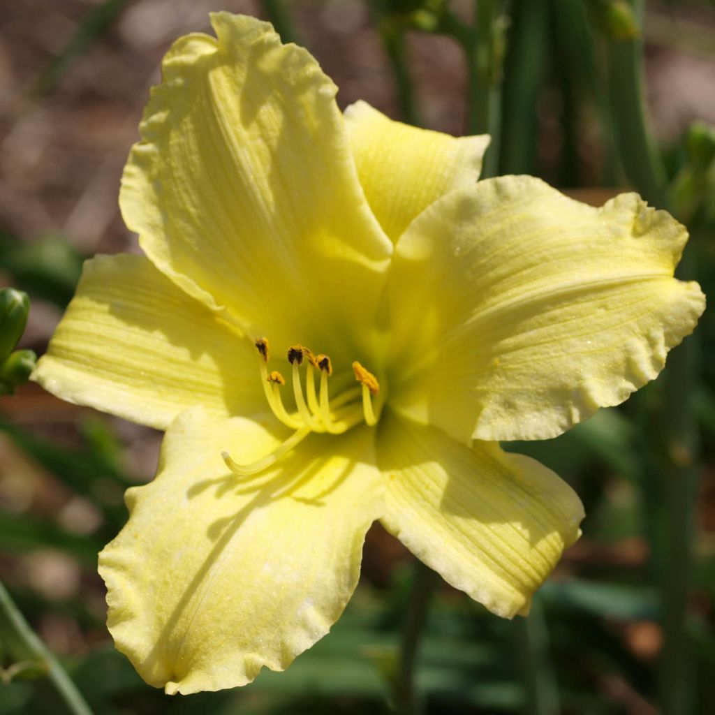 Hemerocallis Alice in Wonderland