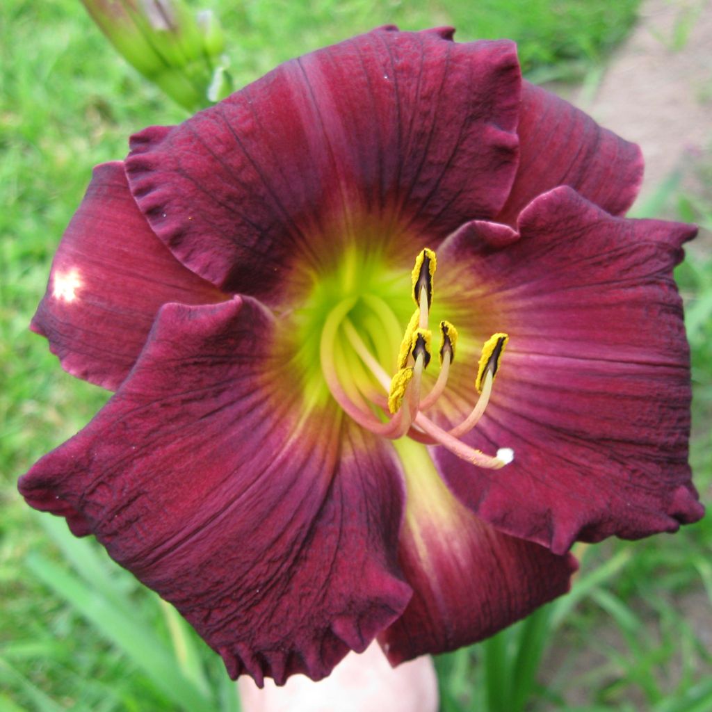 Hemerocallis Bela Lugosi