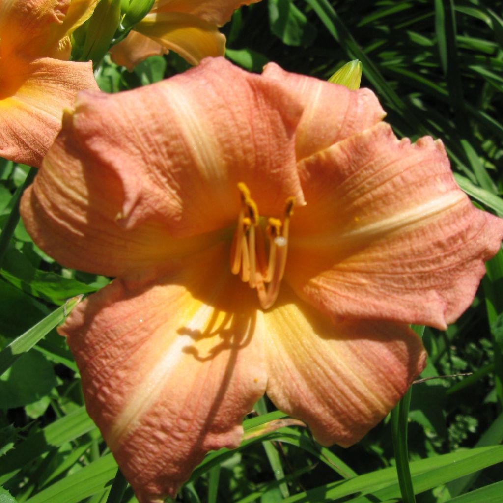 Hemerocallis Children s Festival