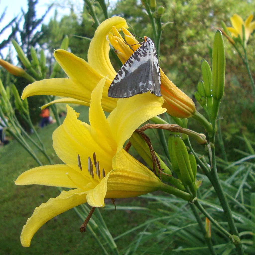 Hemerocallis lilioasphodelus
