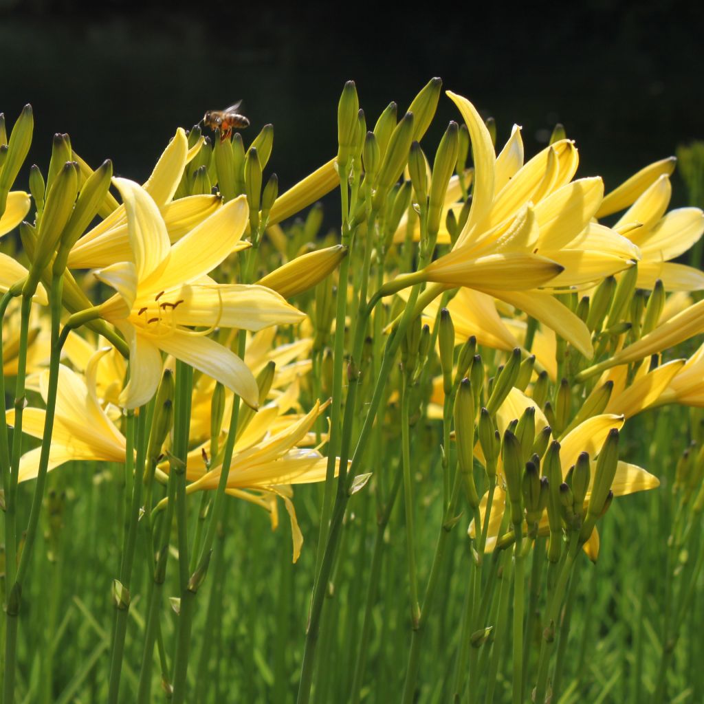 Hemerocallis lilioasphodelus