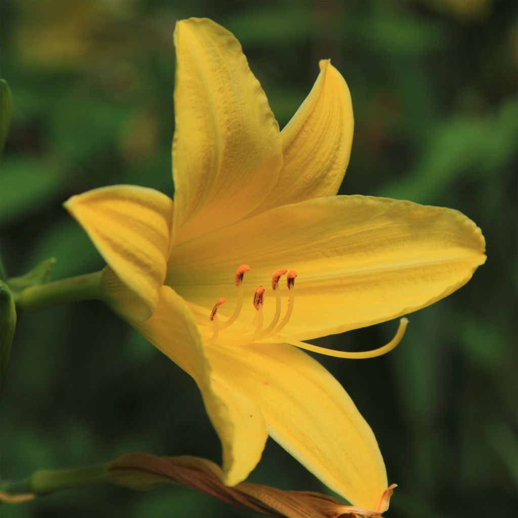 Hemerocallis lilioasphodelus