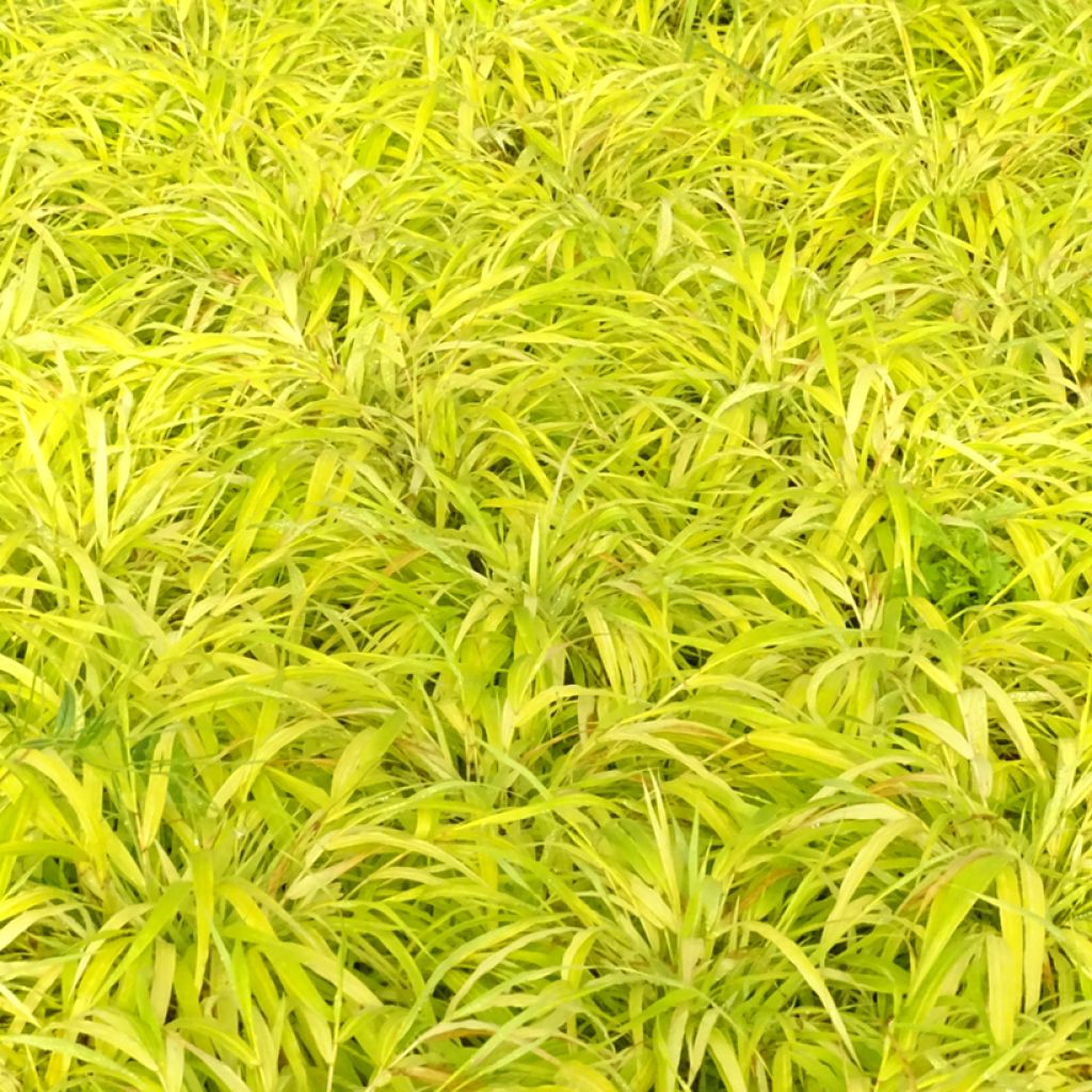 Hakonechloa macra Sunflare