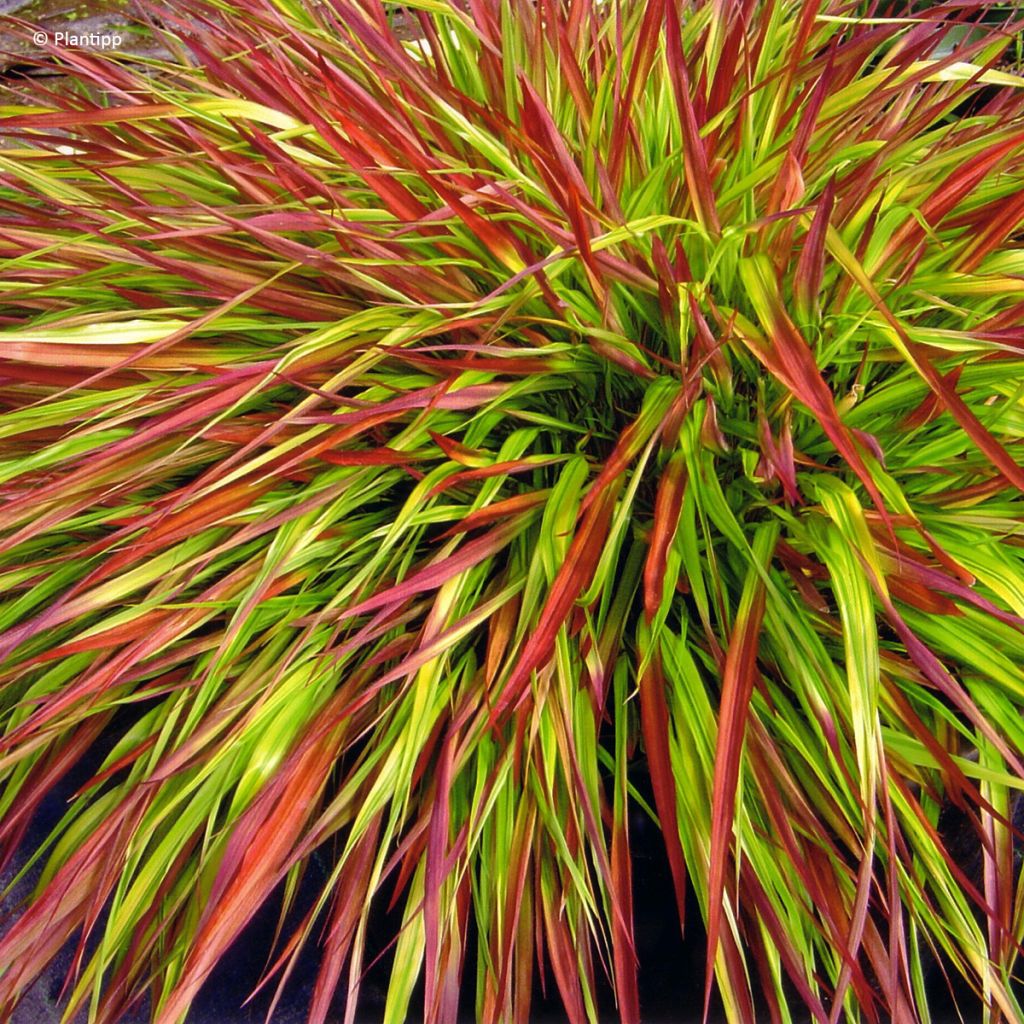 Hakonechloa macra Mulled Wine - Hierba de Hakone