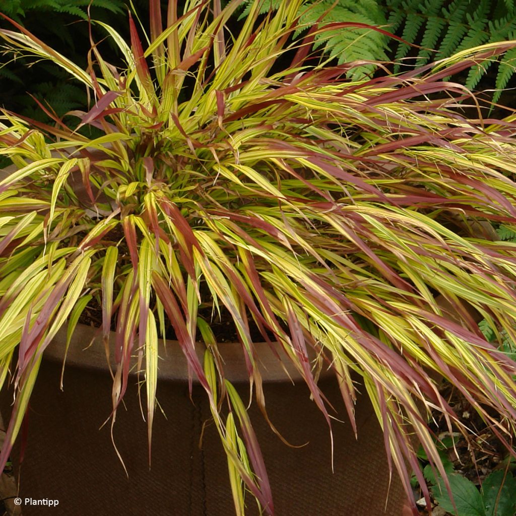 Hakonechloa macra Mulled Wine - Hierba de Hakone