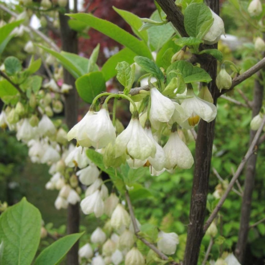 Halesia carolina - Campanillo de Carolina