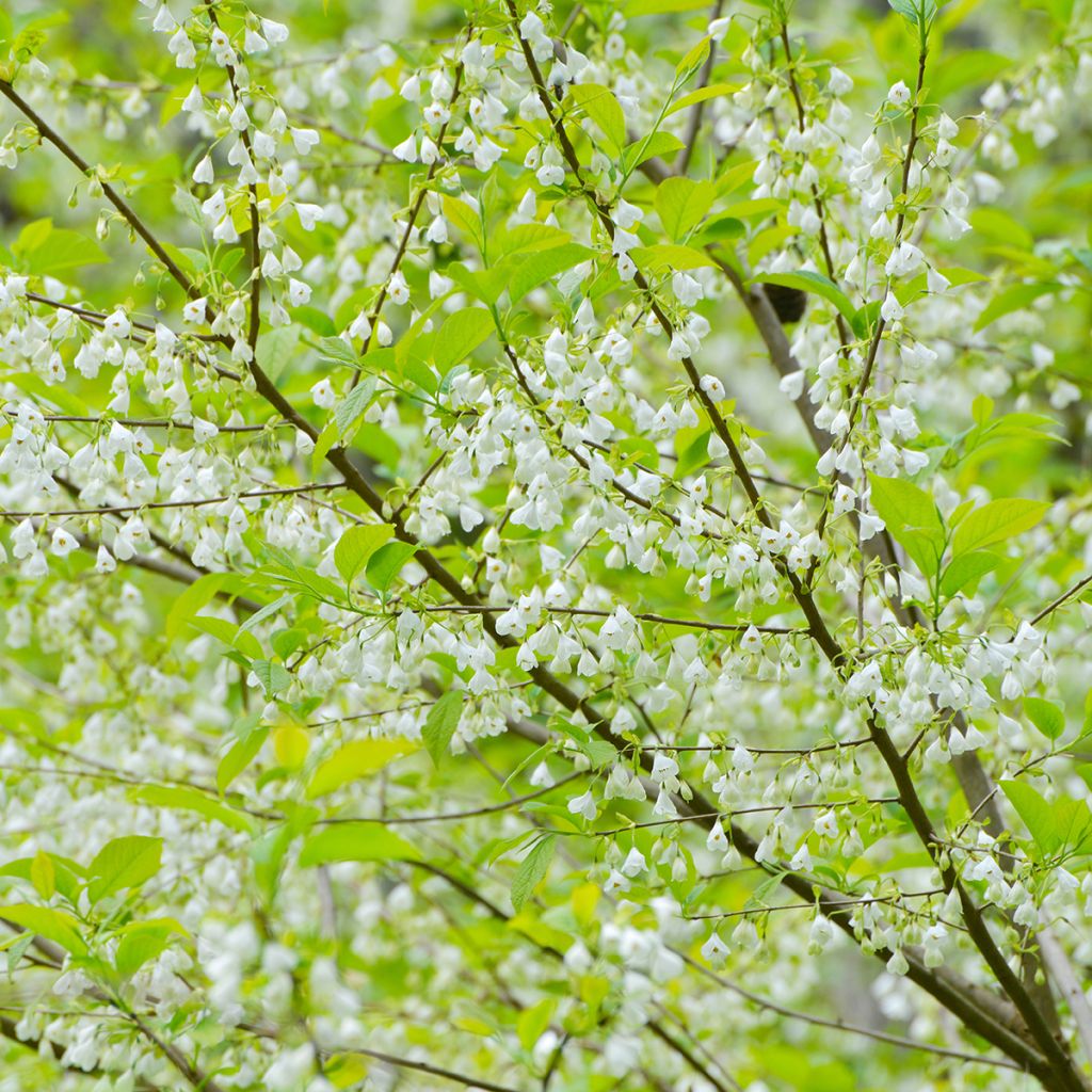 Halesia carolina - Campanillo de Carolina