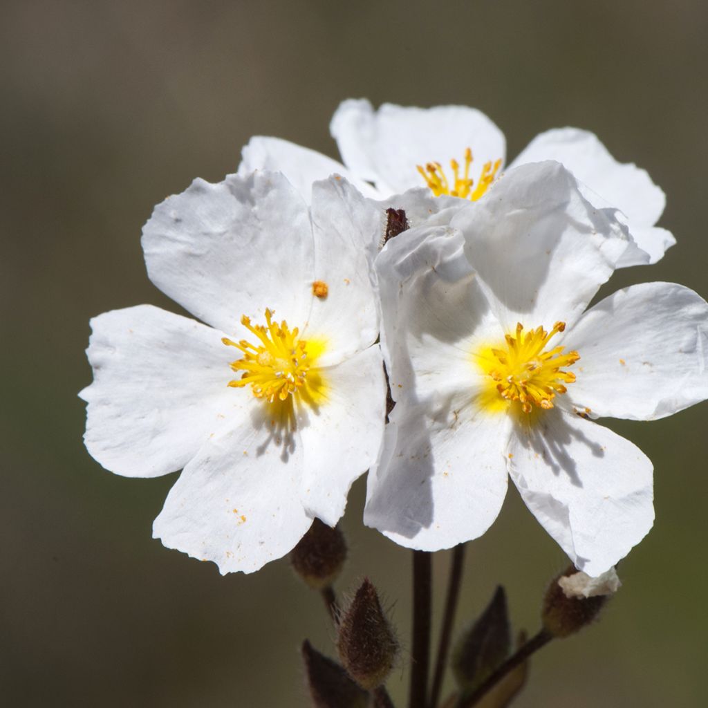 Halimio April Snow - Halimium umbellatum