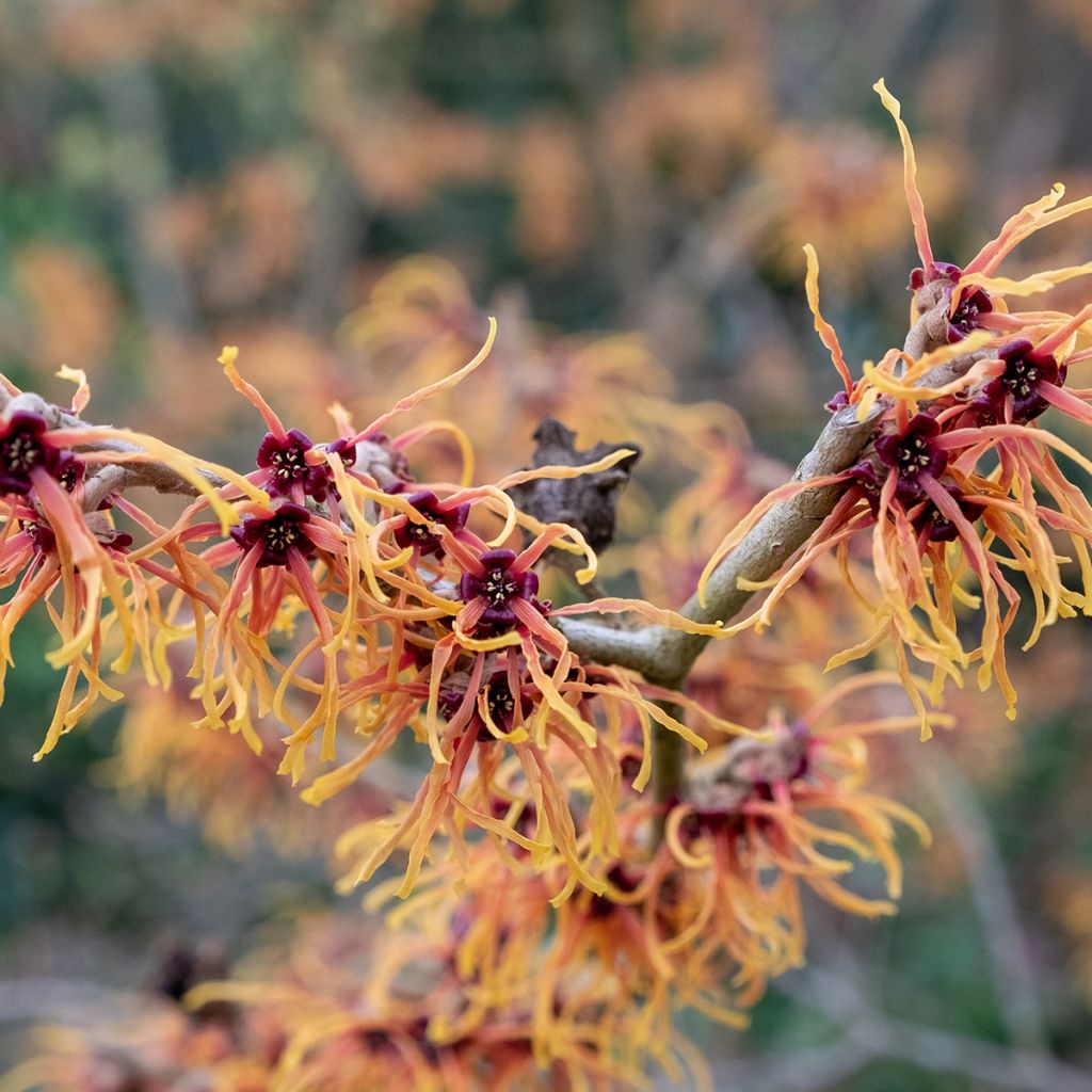 Hamamelis intermedia Jelena