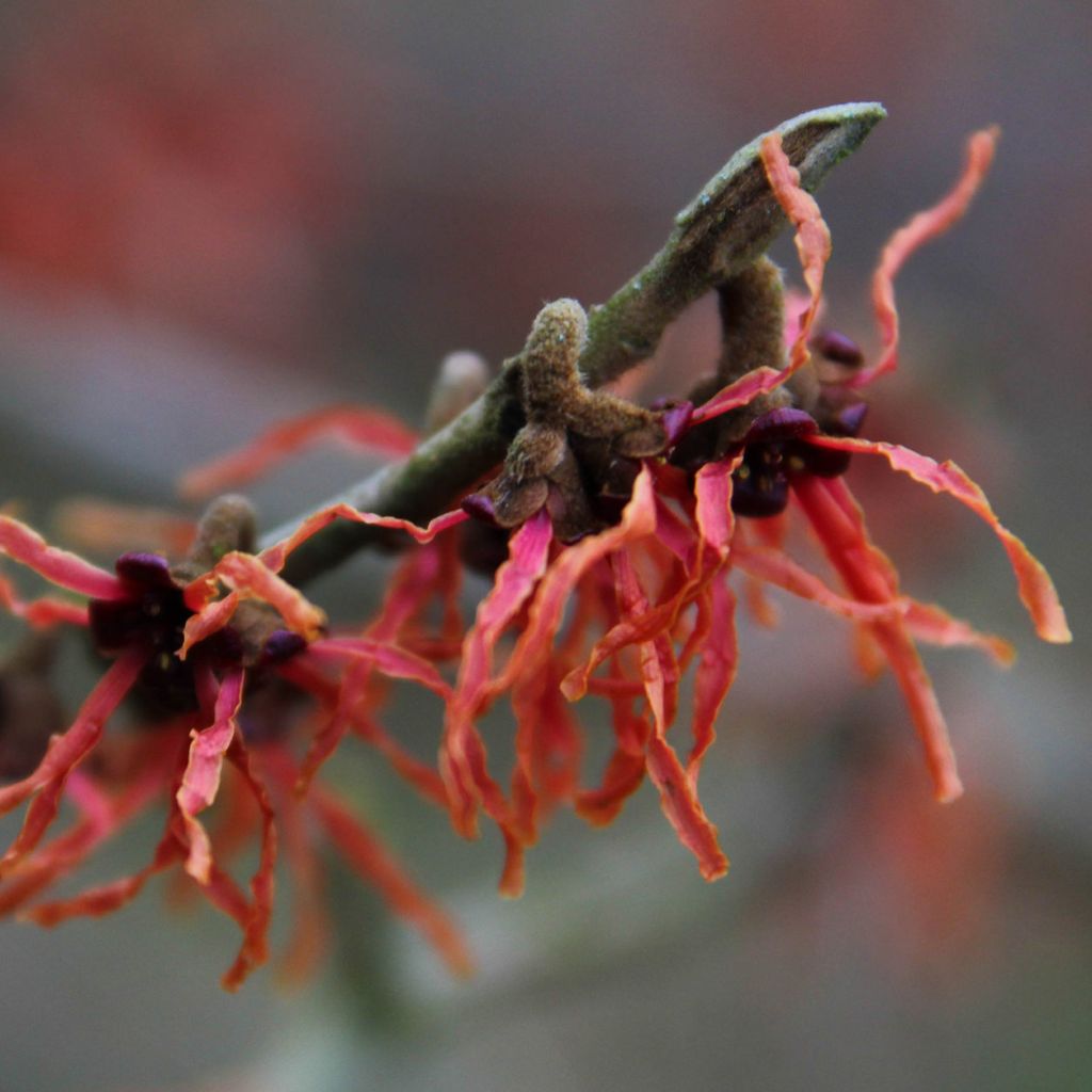 Hamamelis intermedia Feuerzauber