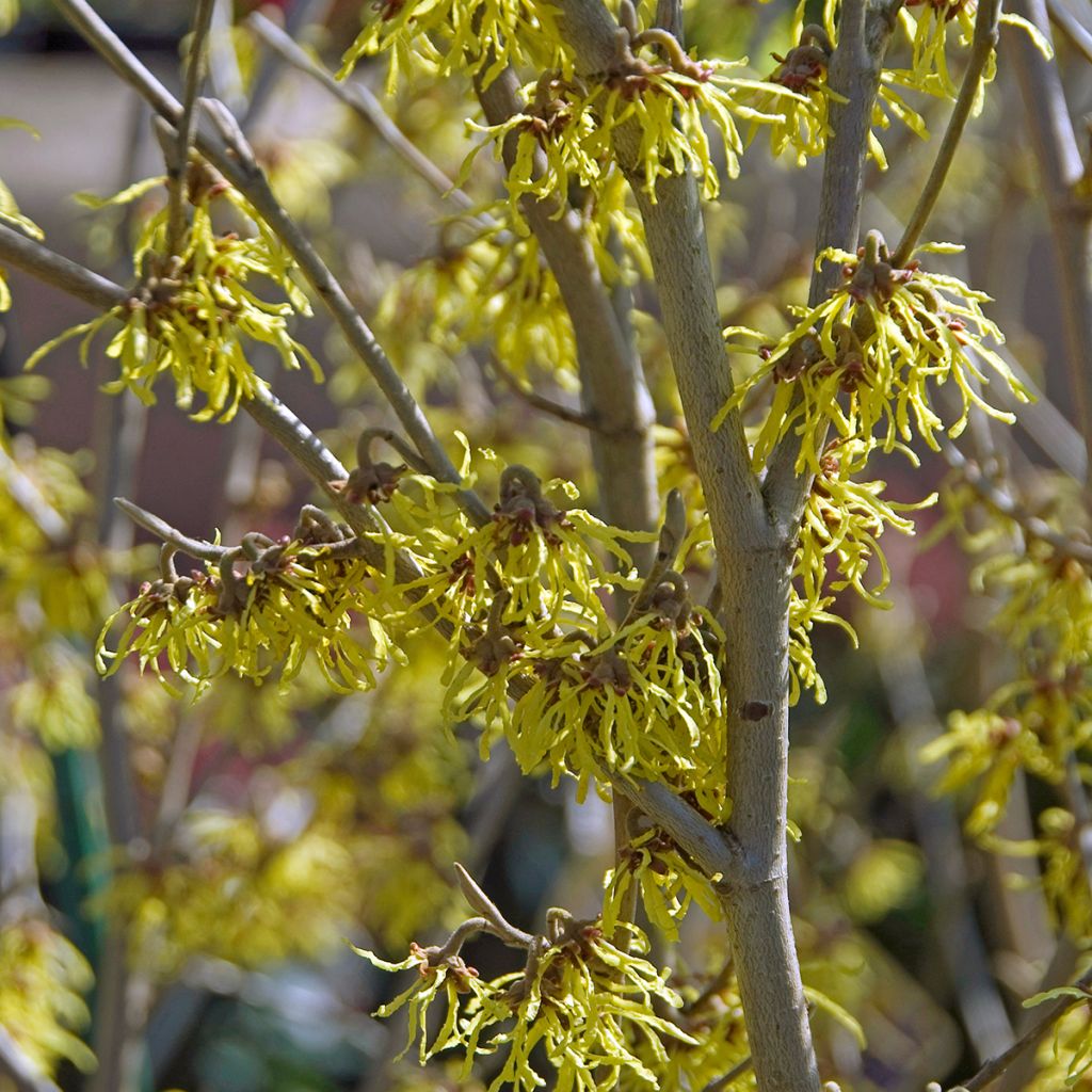 Hamamelis intermedia Arnold Promise