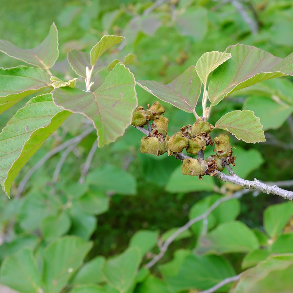Hamamelis intermedia Diane