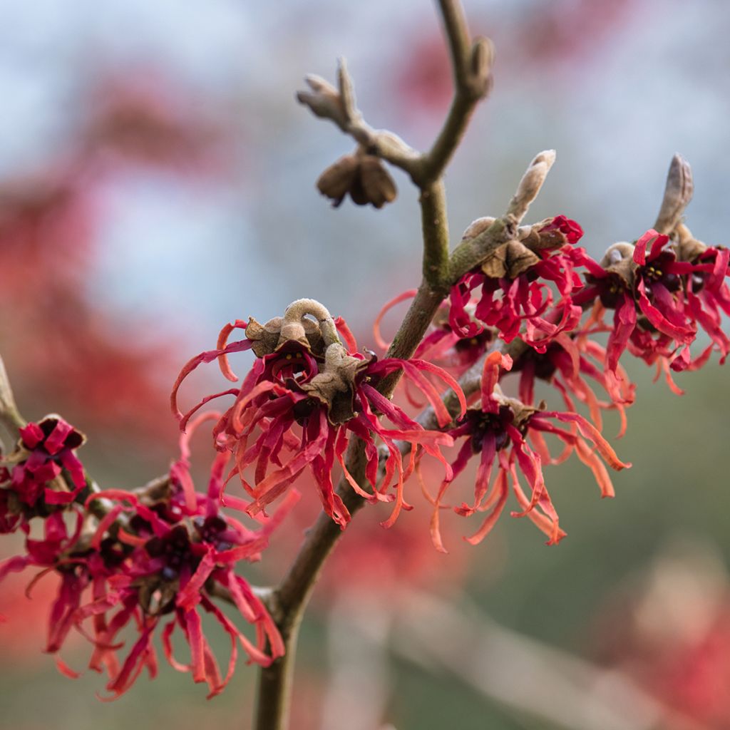 Hamamelis intermedia Ruby Glow