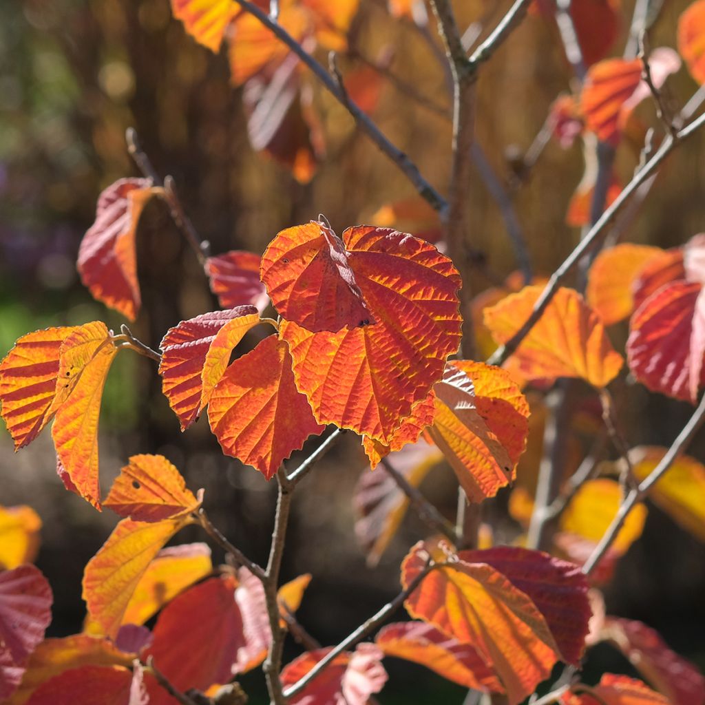 Hamamelis intermedia Ruby Glow