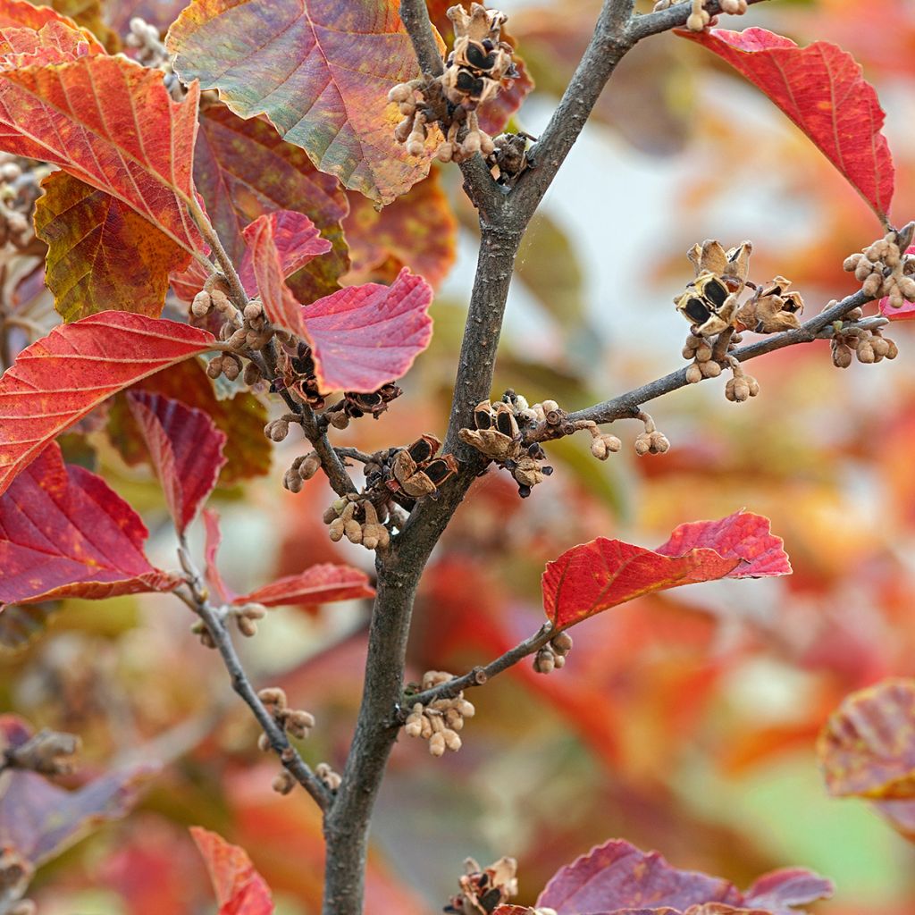 Hamamelis vernalis Amethyst