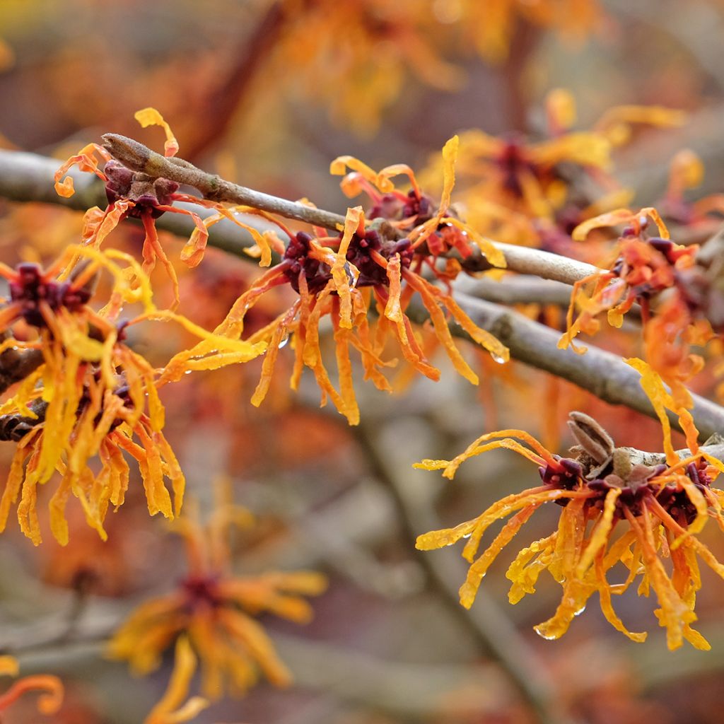 Hamamelis intermedia Aphrodite